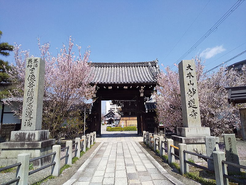 妙蓮寺 桜 / 京都観光旅行ガイド