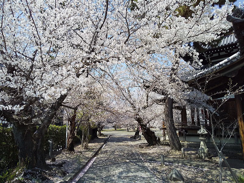 立本寺 参道 / 京都観光旅行ガイド