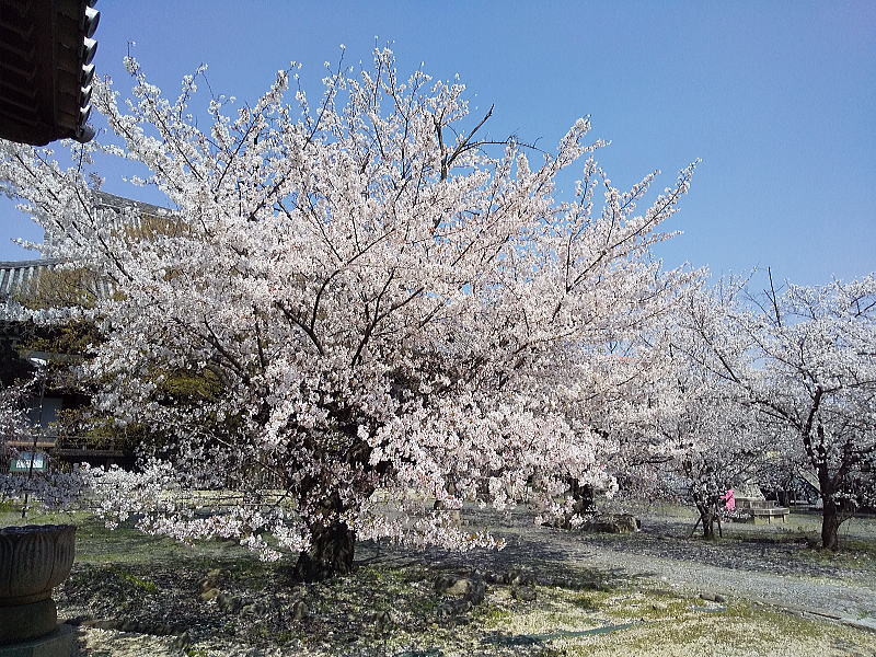 立本寺 境内 / 京都観光旅行ガイド