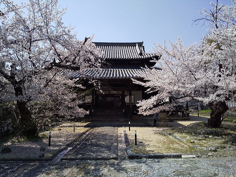 立本寺 宿坊 四神閣前の桜