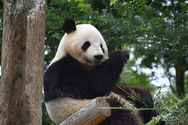 パンダ観覧ツアー 中国・台湾