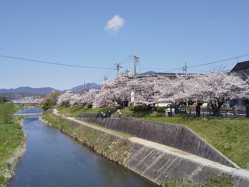 高野川 桜 / 京都観光旅行ガイド