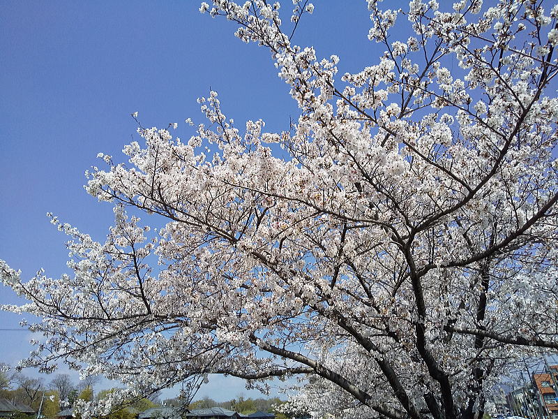 高野川 桜 / 京都観光旅行ガイド