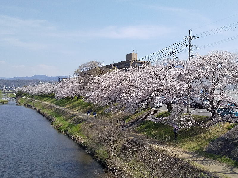 高野川 桜 / 京都観光旅行ガイド