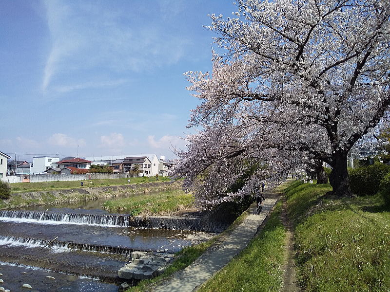高野川 桜 / 京都観光旅行ガイド
