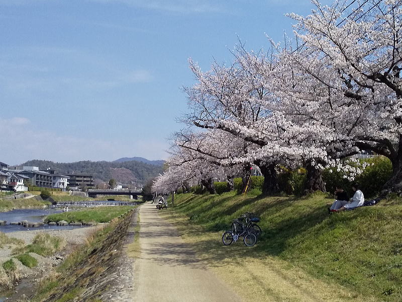 高野川 桜 / 京都観光旅行ガイド