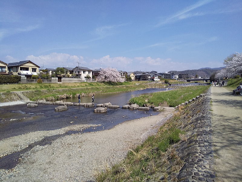高野川 桜 / 京都観光旅行ガイド