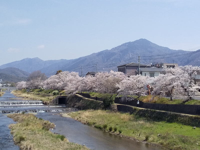高野川 桜 / 京都観光旅行ガイド