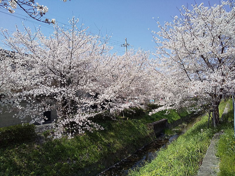 松ヶ崎浄水場 水路沿いの桜 / 京都観光旅行ガイド