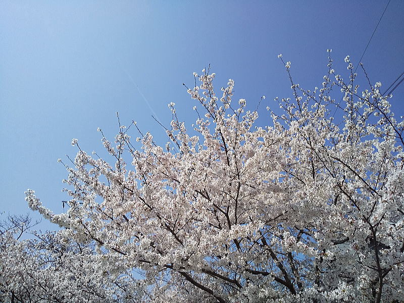 松ヶ崎浄水場 水路沿いの桜 / 京都観光旅行ガイド