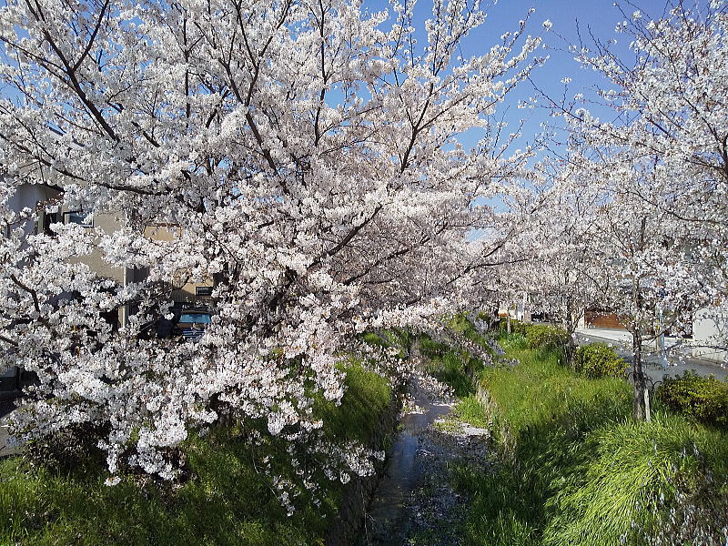 松ヶ崎浄水場 水路沿いの桜 / 京都観光旅行ガイド