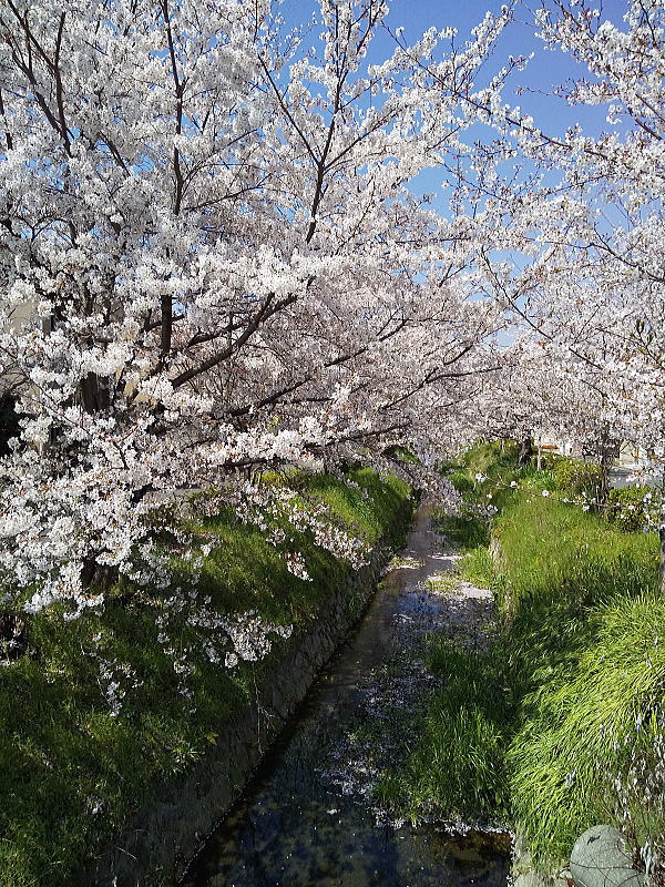 松ヶ崎浄水場 水路沿いの桜 / 京都観光旅行ガイド