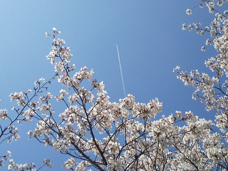 賀茂川沿いの桜 / 京都観光旅行ガイド