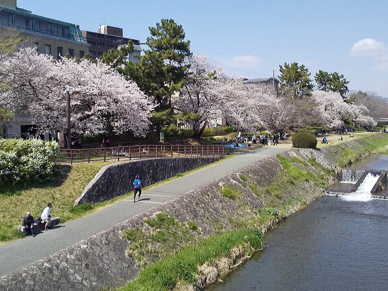 賀茂川沿いの桜 / 京都観光旅行ガイド