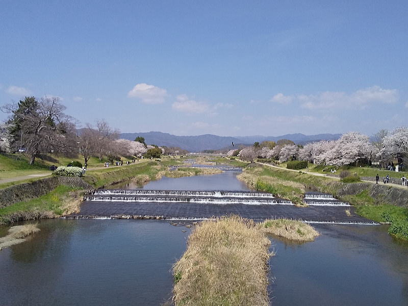 賀茂川沿いの桜 / 京都観光旅行ガイド