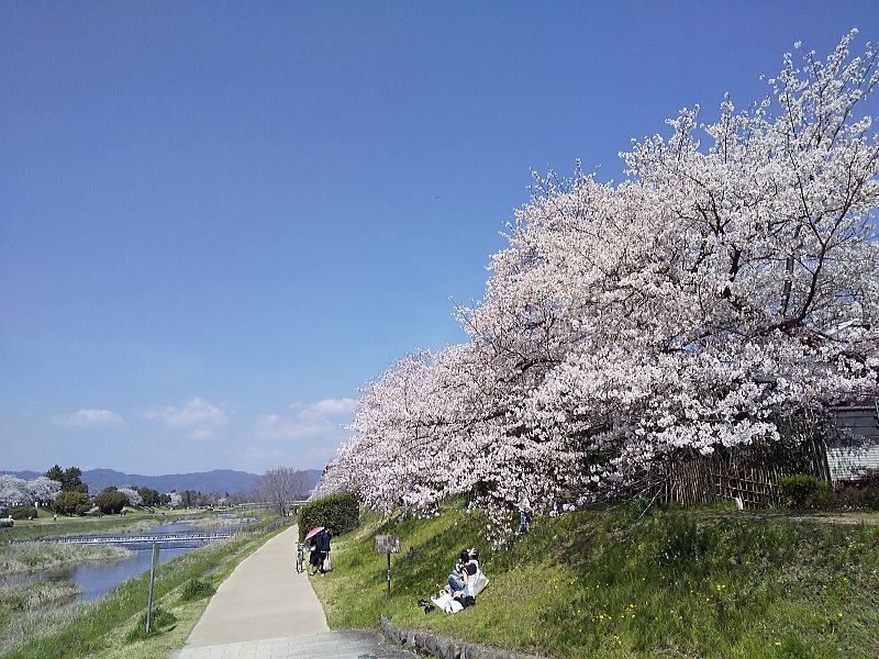 賀茂川沿いの桜 / 京都観光旅行ガイド
