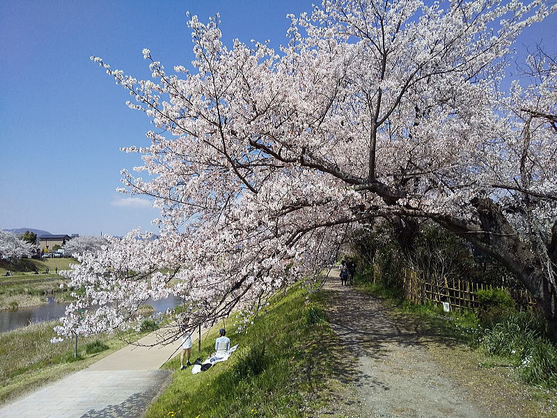 賀茂川沿いの桜 / 京都観光旅行ガイド