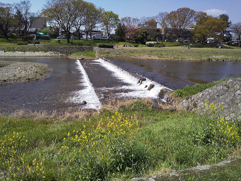 賀茂川沿いの菜の花 / 京都観光旅行ガイド