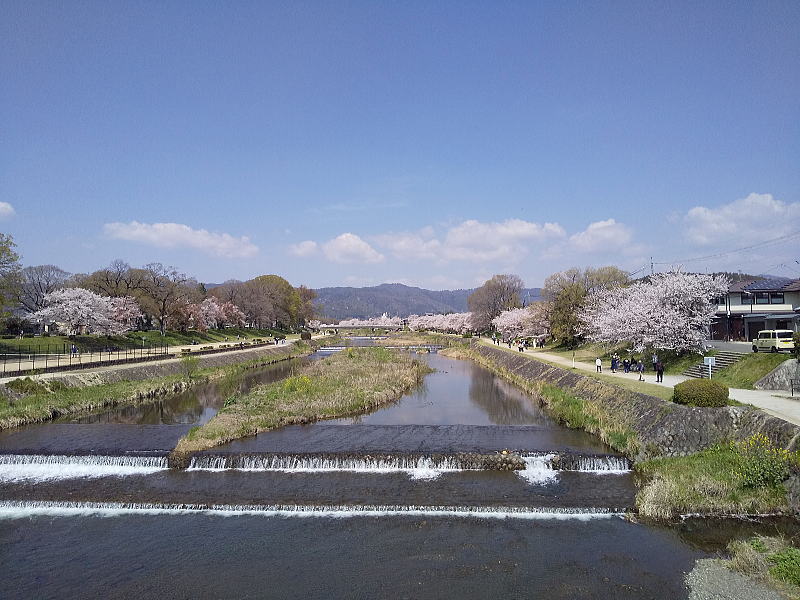 賀茂川沿いの桜 / 京都観光旅行ガイド