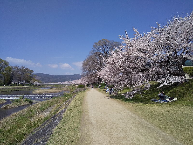 賀茂川沿いの桜 / 京都観光旅行ガイド