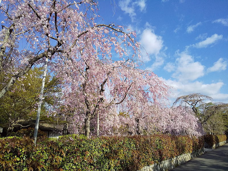 清流亭 桜 / 京都観光旅行ガイド