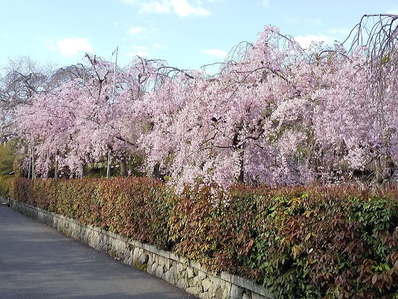 清流亭 桜 / 京都観光旅行ガイド