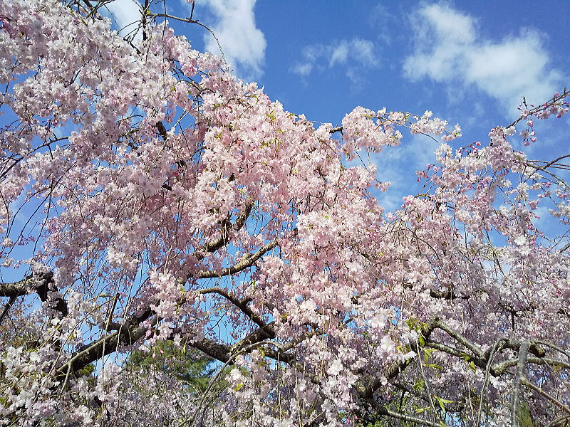 清流亭 桜 / 京都観光旅行ガイド