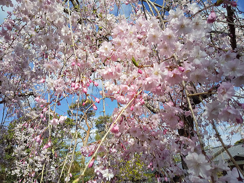 清流亭 桜 / 京都観光旅行ガイド