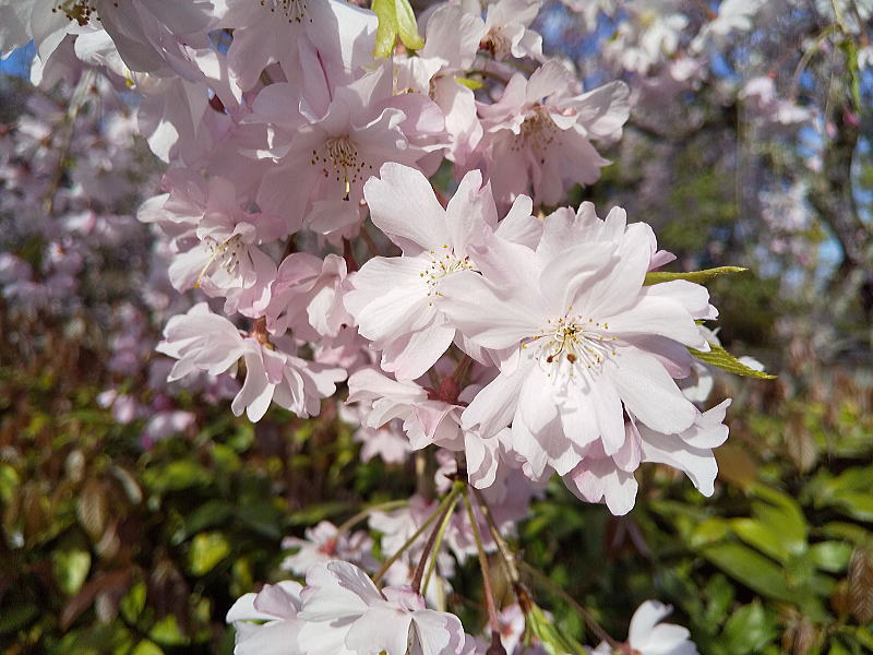 清流亭 桜 / 京都観光旅行ガイド