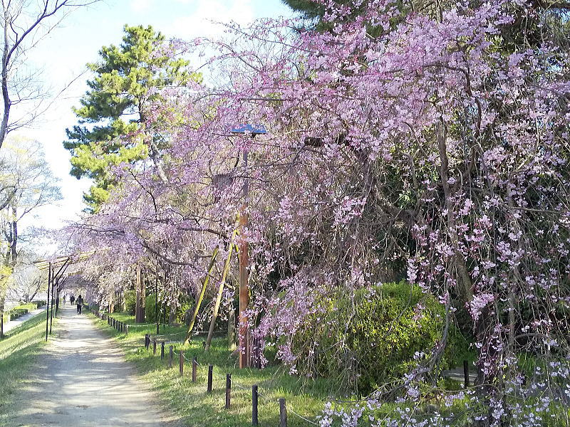 半木の道 八重紅枝垂桜 / 京都観光旅行ガイド