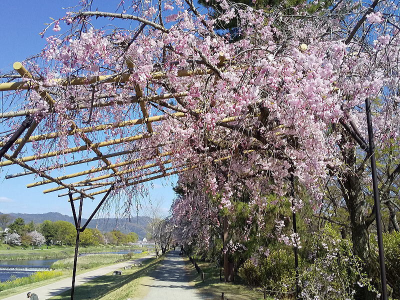半木の道 八重紅枝垂桜 / 京都観光旅行ガイド
