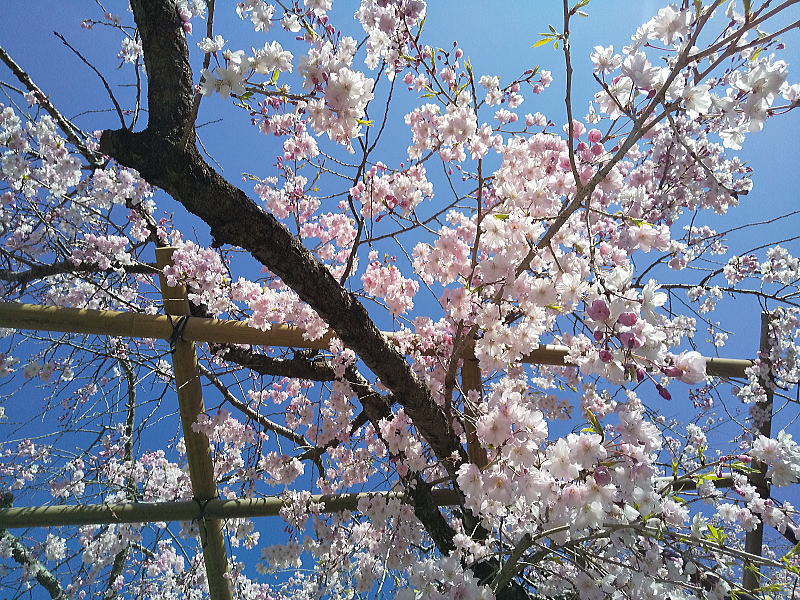 半木の道 八重紅枝垂桜 / 京都観光旅行ガイド