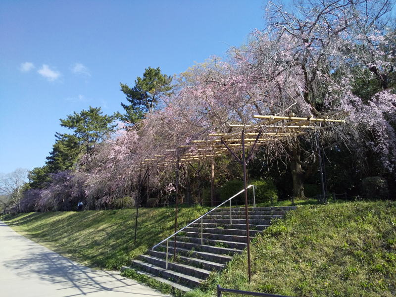 半木の道 八重紅枝垂桜 / 京都観光旅行ガイド