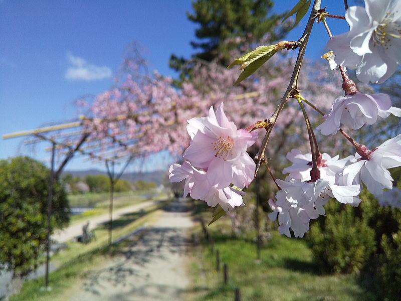 半木の道 八重紅枝垂桜 / 京都観光旅行ガイド