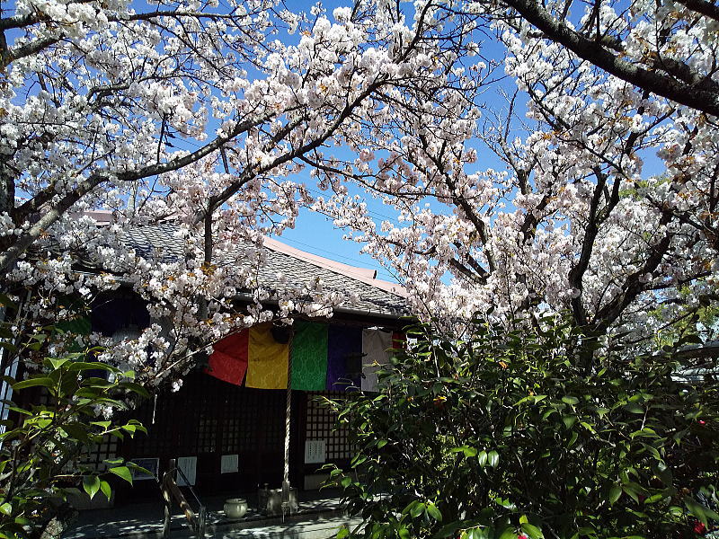 雨宝院 桜 / 京都観光旅行ガイド