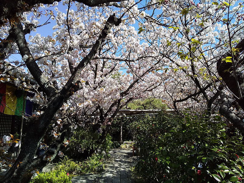 雨宝院 桜 / 京都観光旅行ガイド
