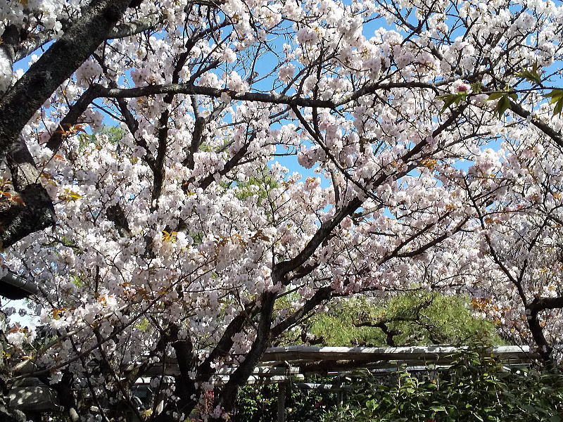 雨宝院 桜 / 京都観光旅行ガイド