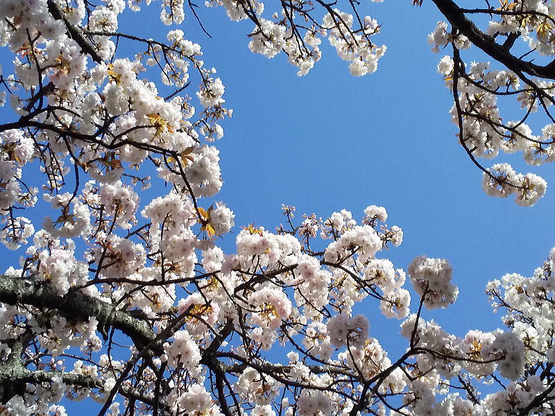 雨宝院 桜 / 京都観光旅行ガイド