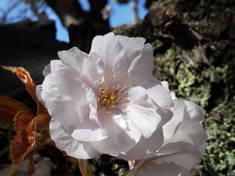 雨宝院 桜 / 京都観光旅行ガイド