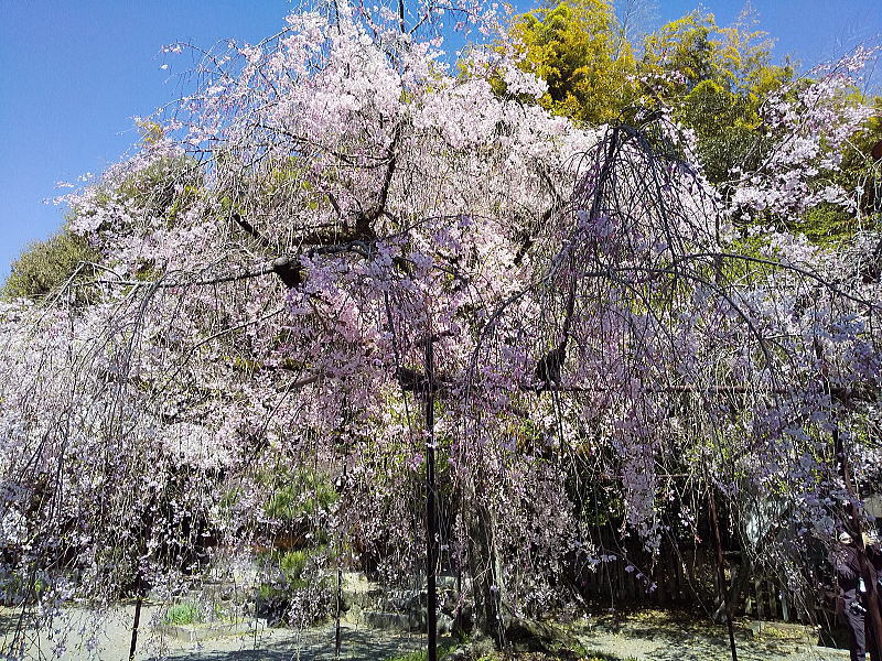 平野神社 遅咲き桜 / 京都観光旅行ガイド