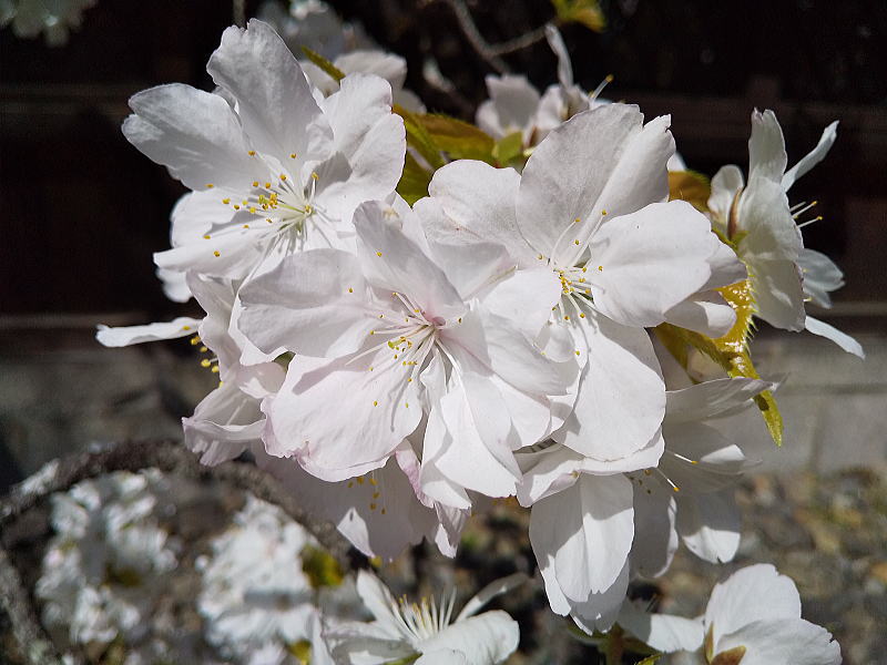 平野神社 遅咲き桜 / 京都観光旅行ガイド