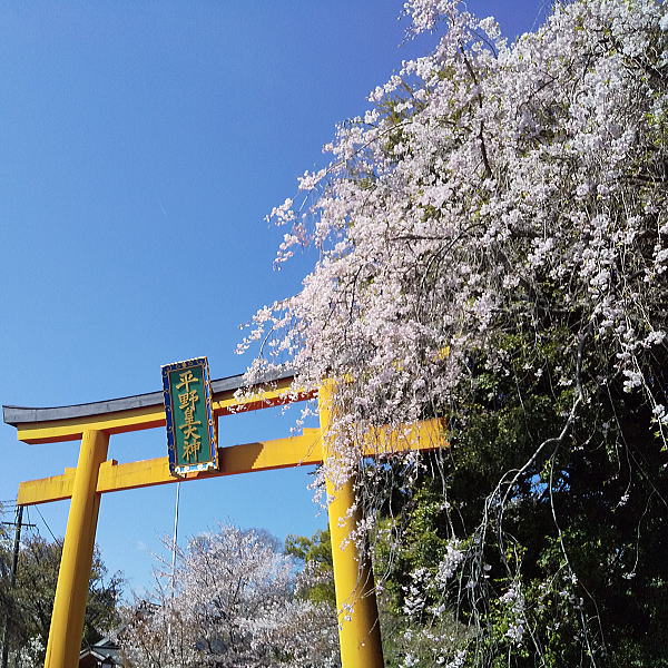 平野神社 遅咲き桜 / 京都観光旅行ガイド