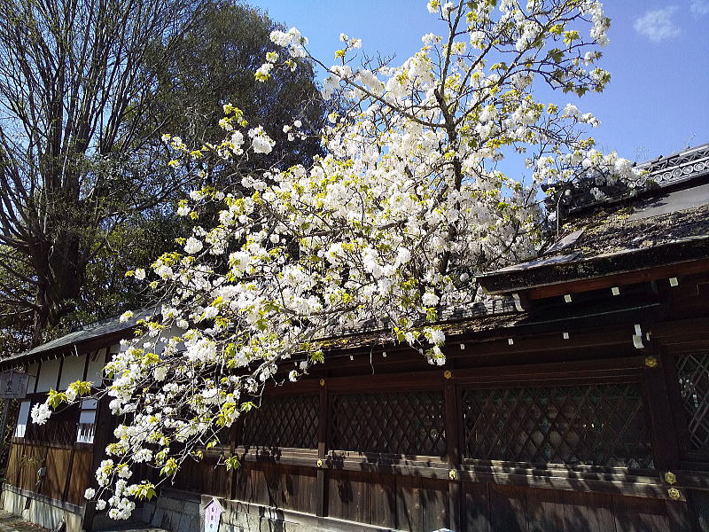 平野神社 遅咲き桜 / 京都観光旅行ガイド