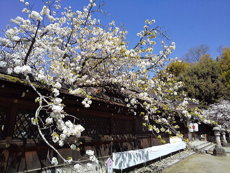 平野神社 遅咲き桜 / 京都観光旅行ガイド