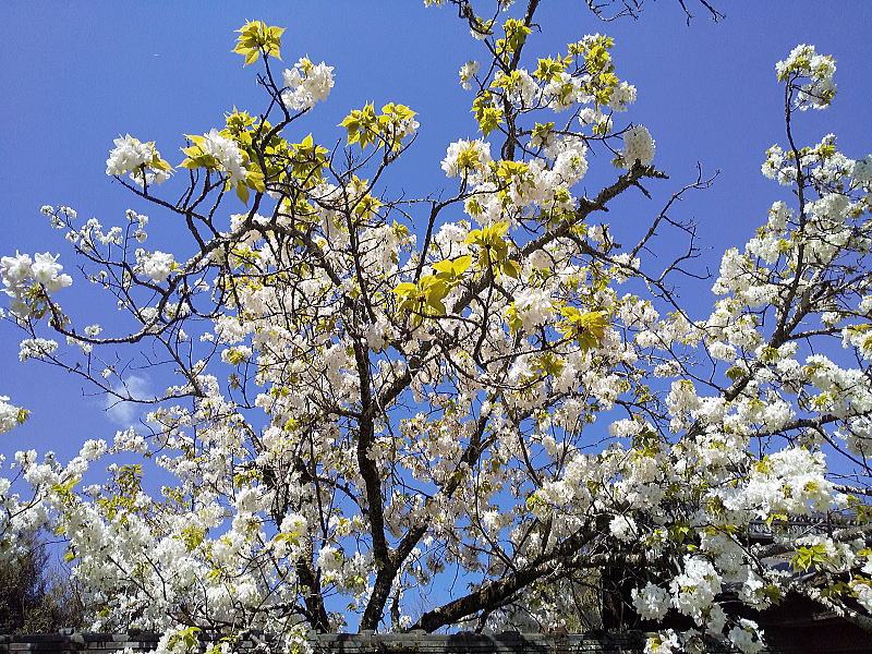 平野神社 遅咲き桜 / 京都観光旅行ガイド