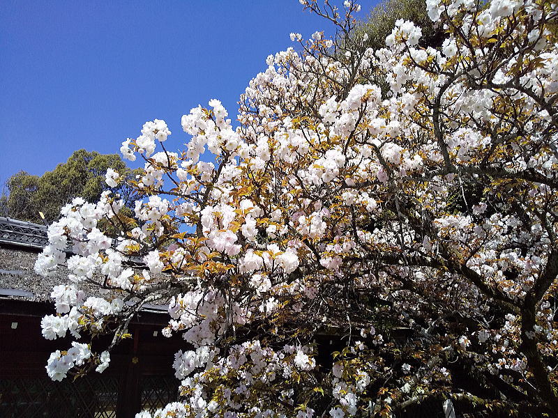 平野神社 遅咲き桜 / 京都観光旅行ガイド