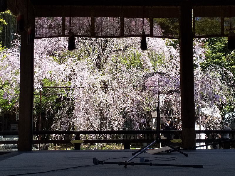 平野神社 遅咲き桜 / 京都観光旅行ガイド