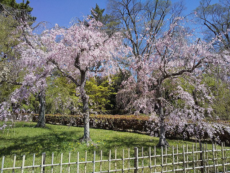 近衛邸跡 遅咲き桜 / 京都観光旅行ガイド