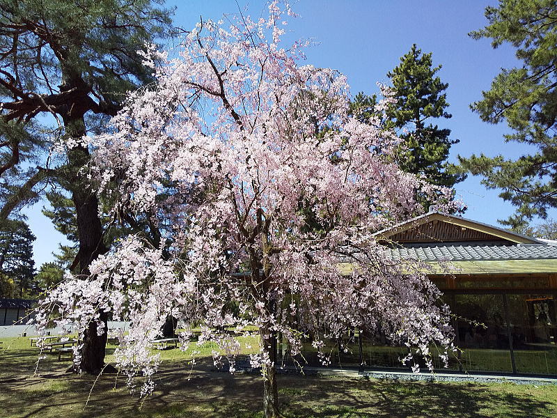 近衛邸跡 遅咲き桜 / 京都観光旅行ガイド