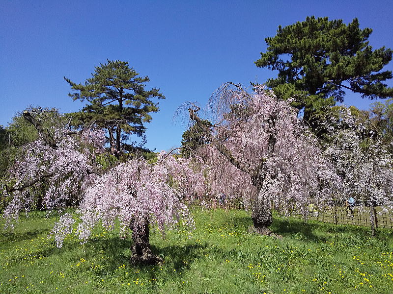 近衛邸跡 遅咲き桜 / 京都観光旅行ガイド